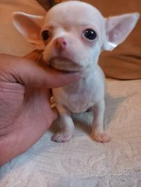 Chihuahua mini toy