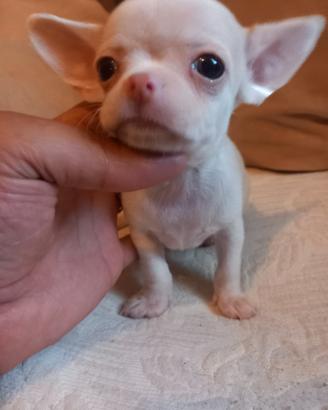 Chihuahua mini toy