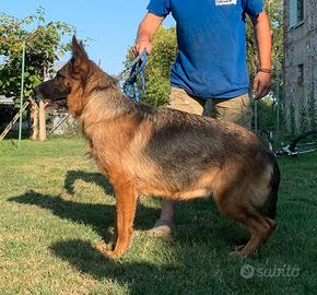 Cuccioli pastore tedesco
