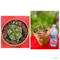 Cactus caudex fiore pianta lotto