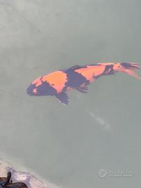 Carpa koi