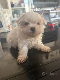 Maltese taglia molto piccola con pedigree