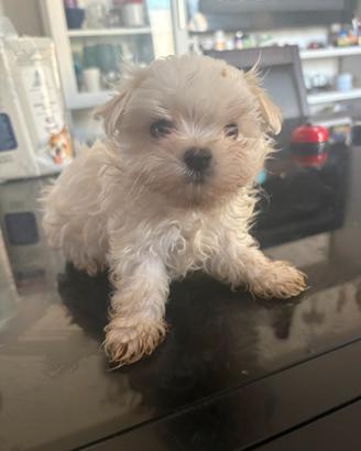 Maltese taglia molto piccola con pedigree