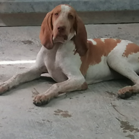 Cuccioli di Bracco italiano