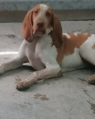 Cuccioli di Bracco italiano
