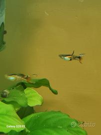 Pesci Endler Top sword