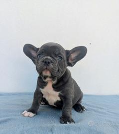 Bulldog francesi Merle maschi