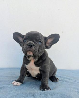 Bulldog francesi Merle maschi