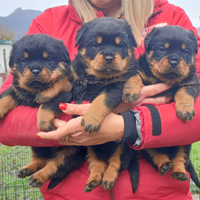 Cuccioli rottweiler con pedigree