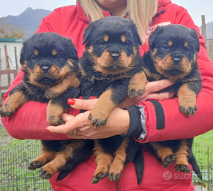 Cuccioli rottweiler con pedigree