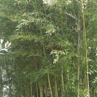 100 piante bambu alte 6 mt