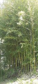 100 piante bambu alte 6 mt