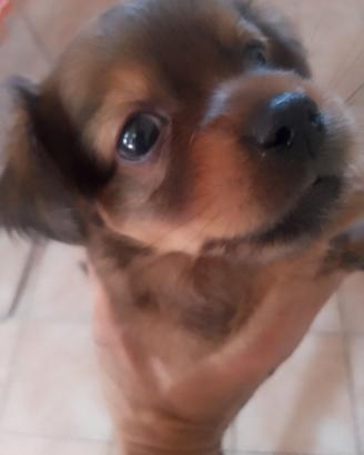 pincher 