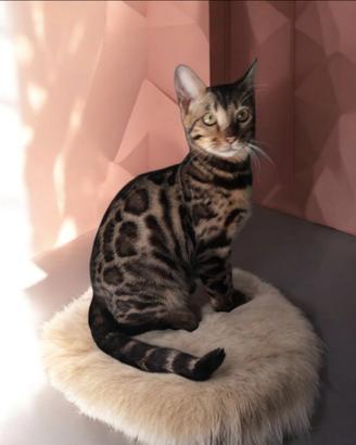 Bengal gatto Femmina