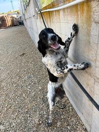 Setter inglese