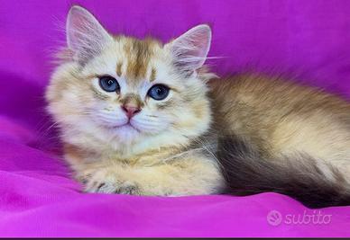 Gatto British Longhair Golden Shell Maschio