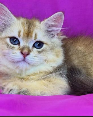 Gatto British Longhair Golden Shell Maschio