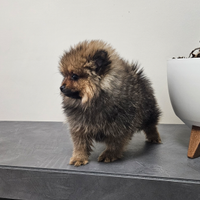 Spitz di Pomerania