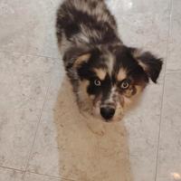 Cucciola di pastore australiano e lasky