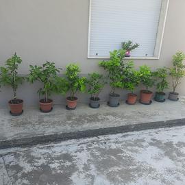 Piantini limone