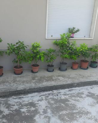 Piantini limone