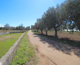 NARDO' - Terreno agricolo, con alberi da frutto e