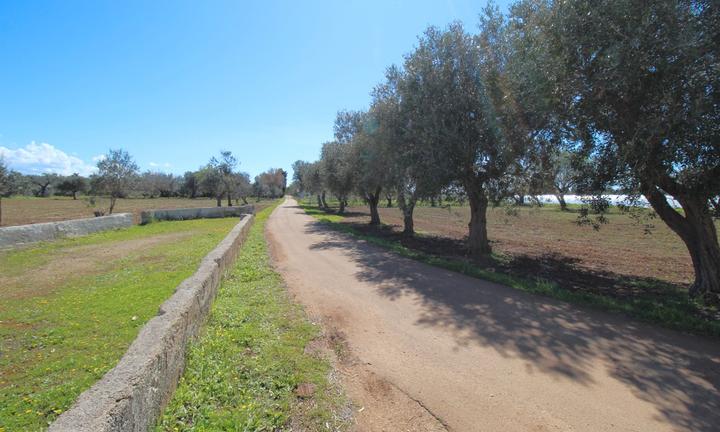 NARDO' - Terreno agricolo, con alberi da frutto e