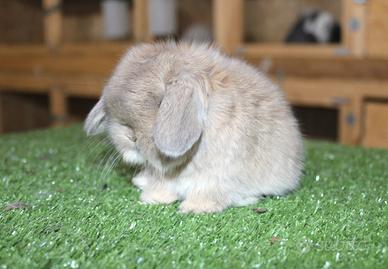 Coniglio nano minilop