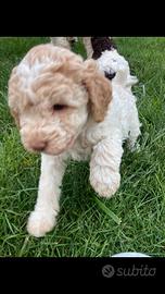 Cucciolo Lagotto Romagnolo
