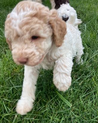 Cucciolo Lagotto Romagnolo