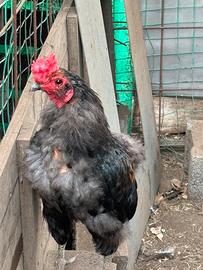 Gallo coronato