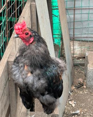 Gallo coronato
