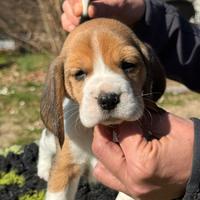 Beagle cuccioli