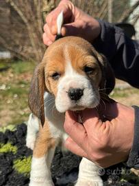 Beagle cuccioli