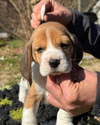 Beagle cuccioli