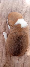 Cane chihuahua pelo corto