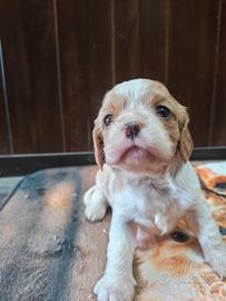 Cavalier king