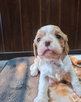 Cavalier king
