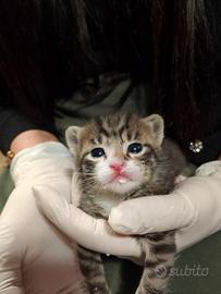 Gattini cuccioli