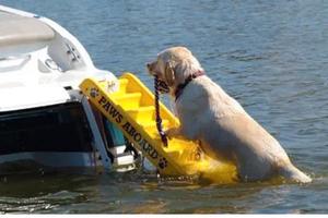 Scaletta nautica per cani paws aboard