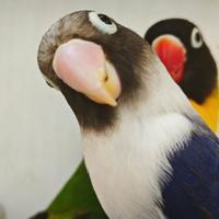 Coppia insep mascherato verde x cobalto