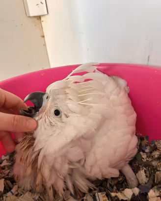 Cacatua, ara, amazzoni ed altri pappagalli