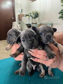 Bulldog francese