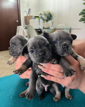 Bulldog francese