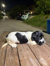 Ultime 2 Cocker spaniel