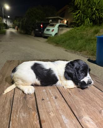 Ultime 2 Cocker spaniel