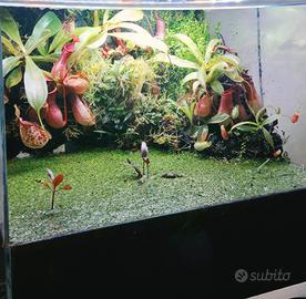 paludario terrario con sistema filtraggio.VUOTO