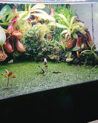 paludario terrario con sistema filtraggio.VUOTO