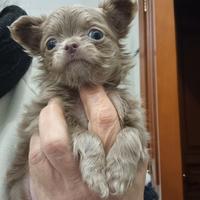 Chihuahua femminuccia a pelo lungo
