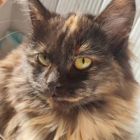 Gattina tartaruga - tortie